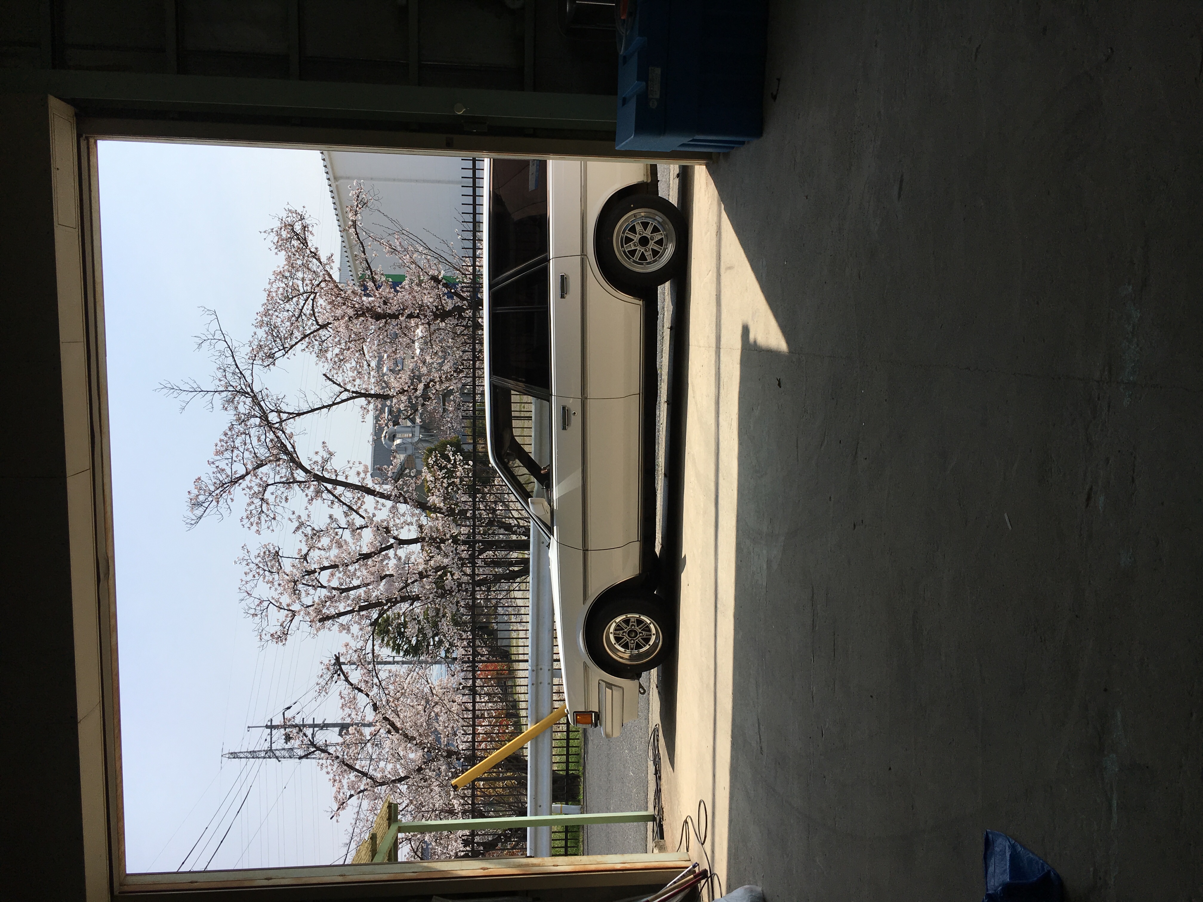 愛車と満開の桜