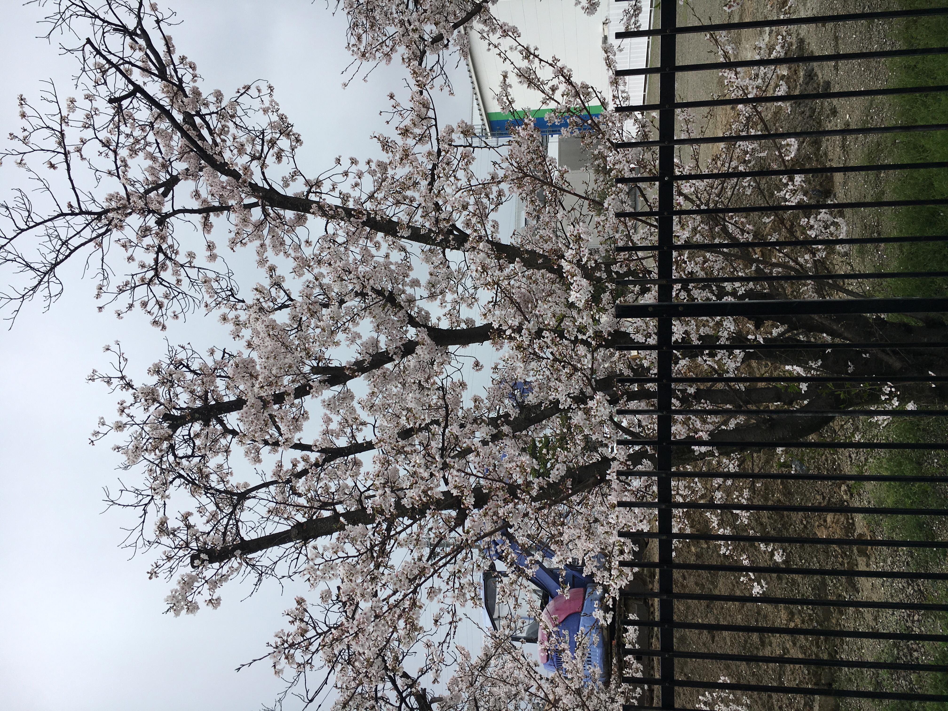 桜の🌸季節